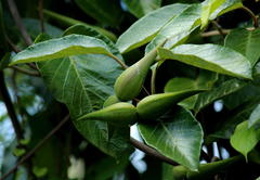 Tacazzea apiculata