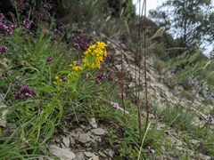Solidago
