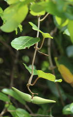 Tacazzea apiculata