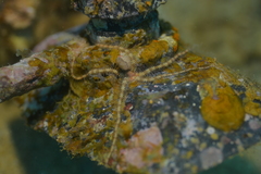 Ophiothela