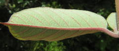 Tacazzea apiculata