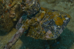 Ophiothela