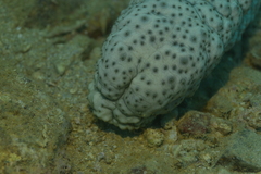 Stichopus herrmanni