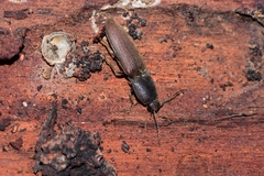 Conoderus tabidus