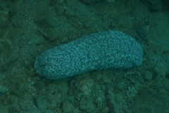 Stichopus herrmanni