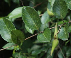 Tacazzea apiculata