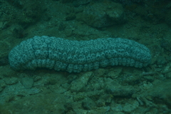 Stichopus herrmanni