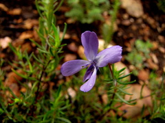 Viola decumbens scrotiformis