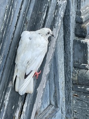 Columba livia domestica
