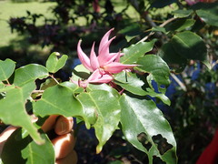 Arthroclianthus balansae