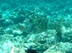 Lethrinus xanthochilus