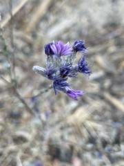Lessingia leptoclada