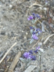 Lessingia leptoclada