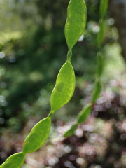 Arthroclianthus balansae