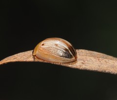 Peltoschema perplexum