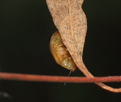 Peltoschema perplexum