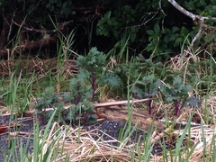 Brassica oleracea acephala