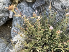 Monardella linoides