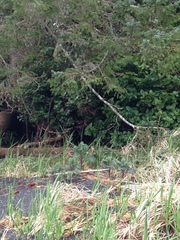 Brassica oleracea acephala