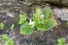 Streptocarpus pusillus