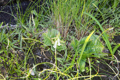 Streptocarpus pusillus