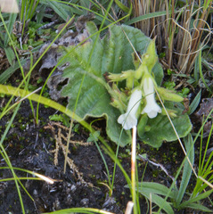 Streptocarpus pusillus