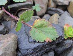 Symphyoloma graveolens