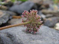 Symphyoloma graveolens