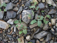 Symphyoloma graveolens