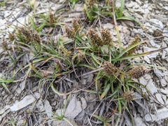 Carex satsumensis