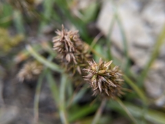 Carex satsumensis