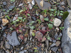 Symphyoloma graveolens