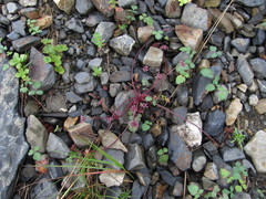 Symphyoloma graveolens