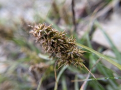 Carex satsumensis