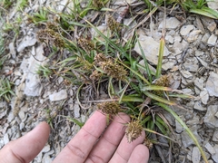 Carex satsumensis