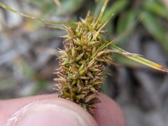 Carex satsumensis