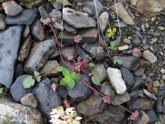 Symphyoloma graveolens