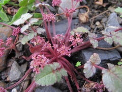 Symphyoloma graveolens