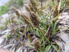 Carex satsumensis