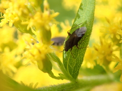 Plagiognathus arbustorum