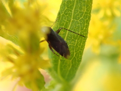 Plagiognathus arbustorum