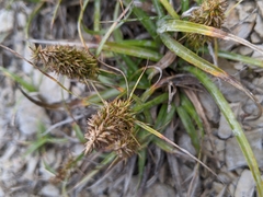 Carex satsumensis