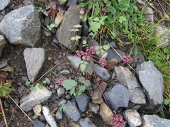 Symphyoloma graveolens