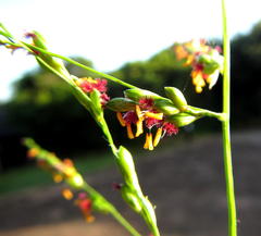 Panicum deustum
