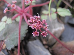 Symphyoloma graveolens