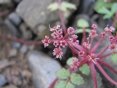 Symphyoloma graveolens