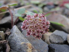 Symphyoloma graveolens
