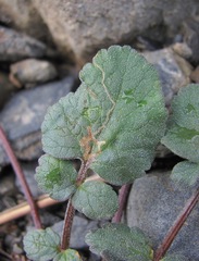 Symphyoloma graveolens