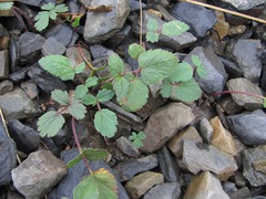 Symphyoloma graveolens