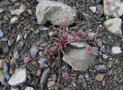 Symphyoloma graveolens